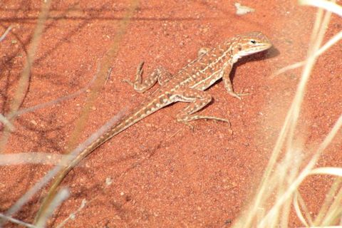 Central Military Dragon (Ctenophorus isolepis)